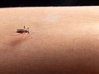 Sarandi mantém situação de estabilidade nos casos de dengue, aponta Boletim Epidemiológico